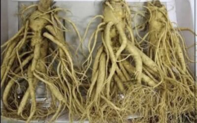 Raíz de dientede león