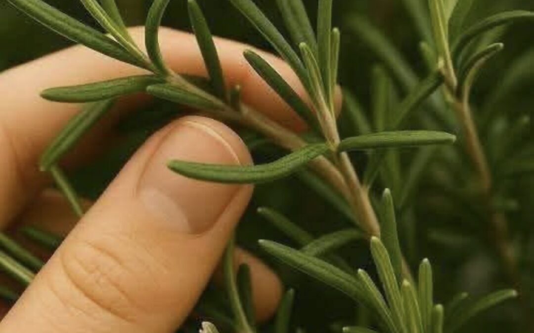 Té de Romero: Una Infusión