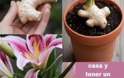 Aprende a sembrar Jengibre en tu casa