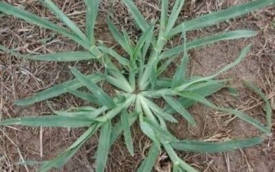 Hierba’ de tu Jardín que Esconde Grandes Beneficios