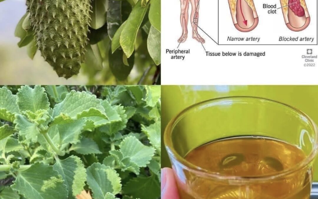 TE DE GUANABANA Y ORÉGANO