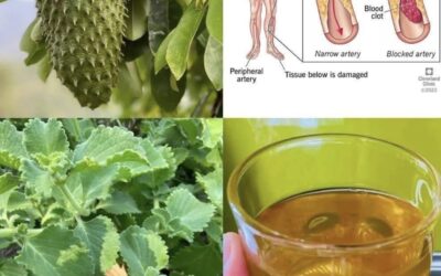 TE DE GUANABANA Y ORÉGANO