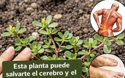 LA PLANTA MAS PODEROSA DEL MUNDO