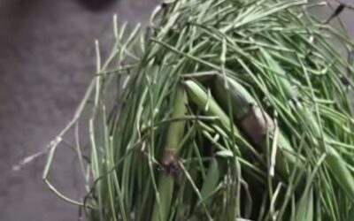 EL SECRETO DE LA COLA DE CABALLO: DRENAJE, LIMPIEZA Y REMINERALIZACIÓN