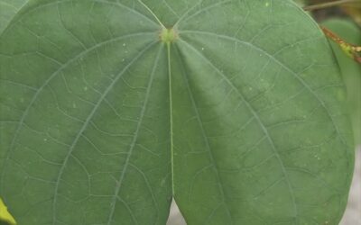 LA PEZUÑA DE BUEY: EL GUARDIÁN DE SU EQUILIBRIO INTERNO