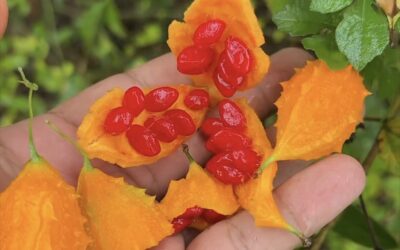 EL CUNDEAMOR: EL GRAN LIMPIADOR QUE SU SANGRE Y SU PÁCREAS