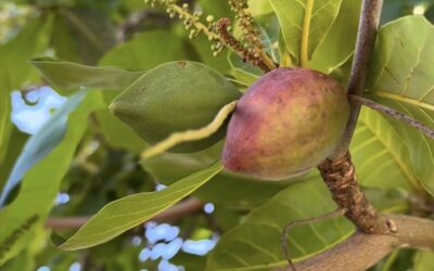 🌳 ¡LA HOJA DE ALMENDRO: EL DESCANSO QUE SU CORAZÓN Y SU PRESIÓN NECESITAN! 🌳