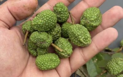 LA SEMILLA VERDE DEL GUÁCIMO: EL MILAGRO REGENERADOR DE LA TIERRA!