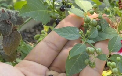 HIERBA MORA: EL FIN DEL DOLOR POR CULEBRILLA