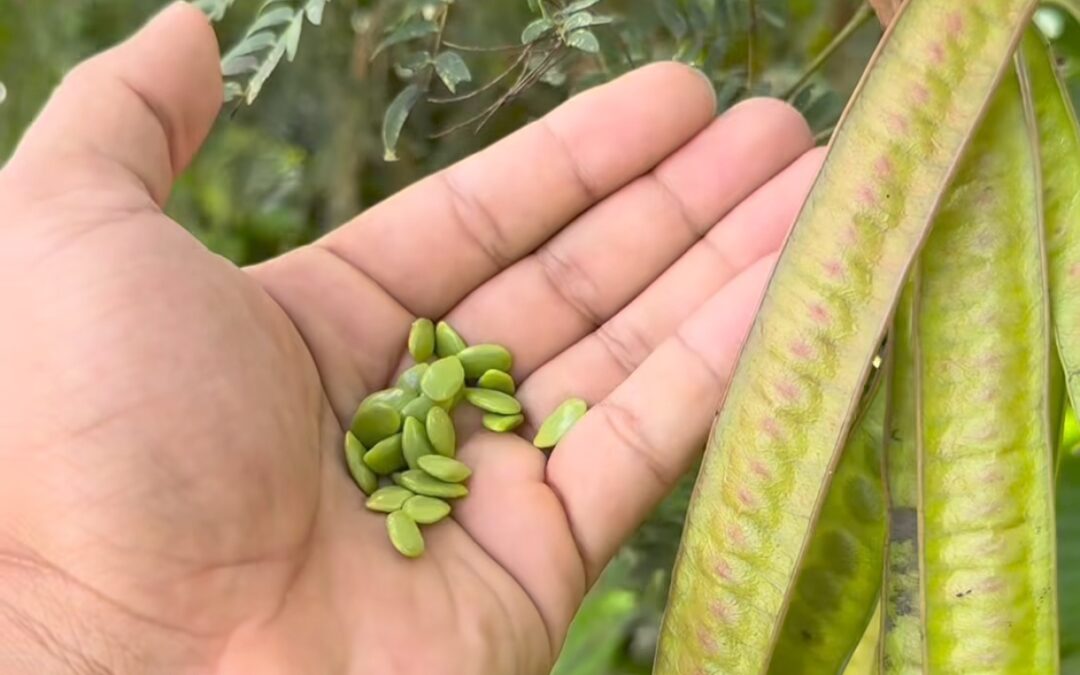 GUAJE: USO TRADICIONAL COMO APOYO PARA EL AZÚCAR EN SANGRE