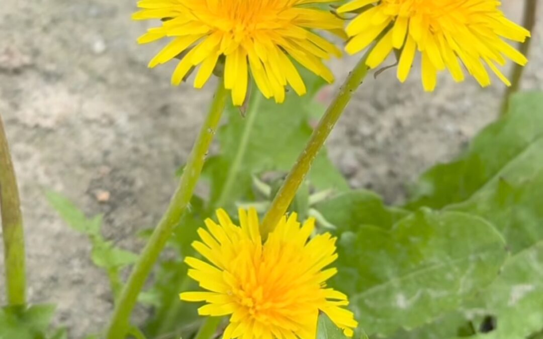 DIENTE DE LEÓN: EL «BOTÓN DE REINICIO» DE TU HÍGADO
