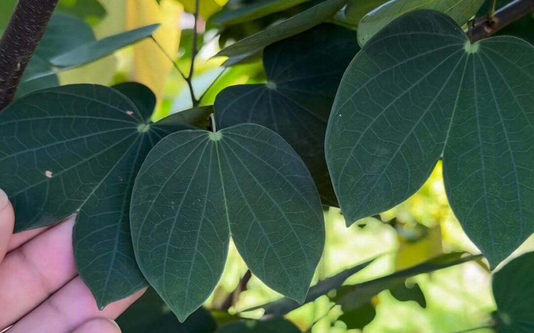 PATA DE VACA: LA «INSULINA VEGETAL» QUE TU CUERPO AGRADECE