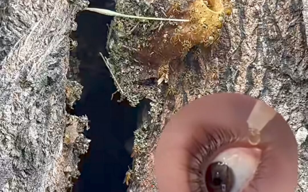 MIEL DE ANGELITA: EL COLIRIO NATURAL DE LA SELVA