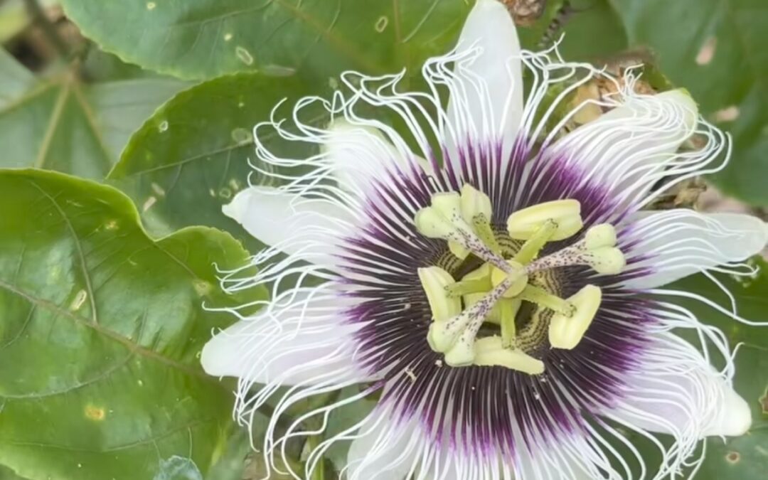 PASIFLORA: EL «VALIUM» DE LA NATURALEZA