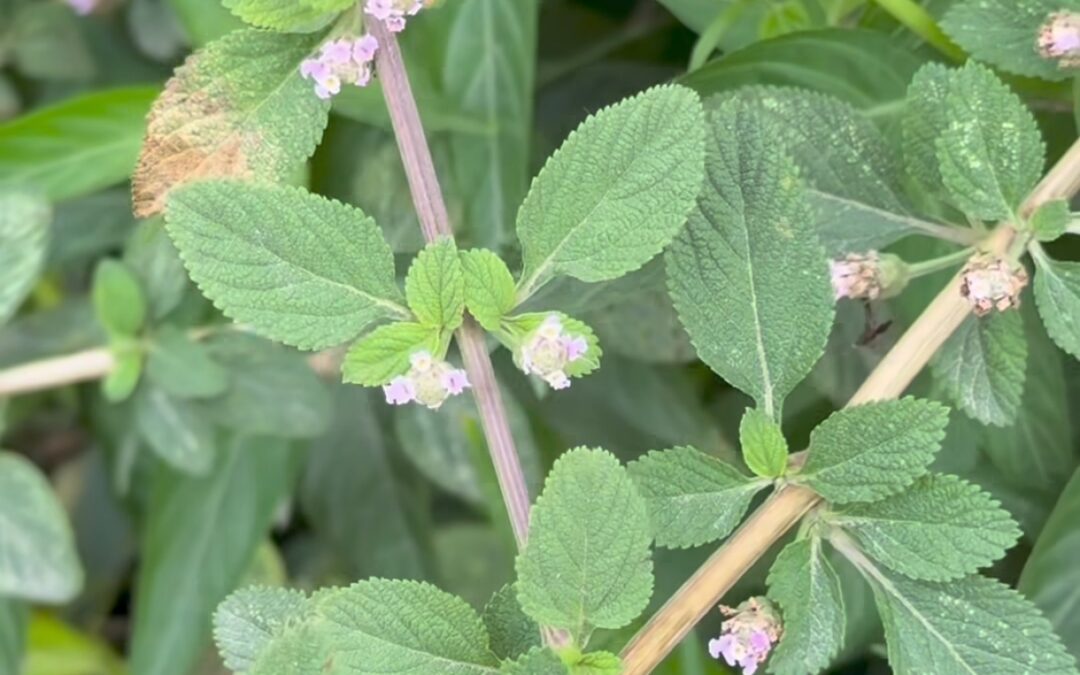 PRONTO ALIVIO: LA PLANTA QUE HACE HONOR A SU NOMBRE