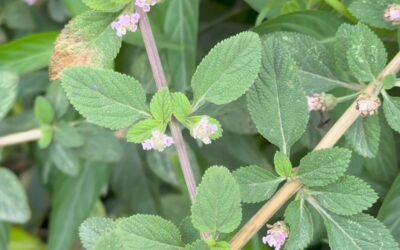 PRONTO ALIVIO: LA PLANTA QUE HACE HONOR A SU NOMBRE