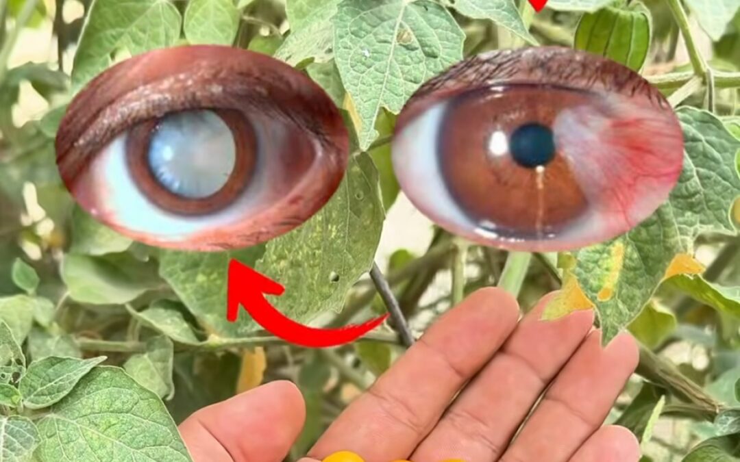 UCHUVA: LA SUPERFRUTA PARA UNA VISIÓN DE ÁGUILA