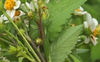 CADILLO: EL PROTOCOLO DE 15 DÍAS PARA UN ESTÓMAGO E INFALIBLE