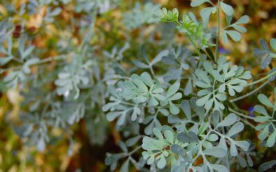 Beneficios y propiedades de la Ruda