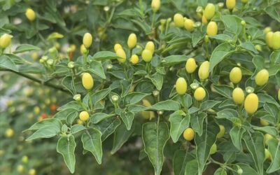 ACTIVE SU CIRCULACIÓN CON EL FUEGO DE LA TIERRA