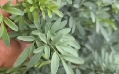 ¡ACTIVE SU SANGRE Y PROTEJA SU CUERPO CON LA RUDA!