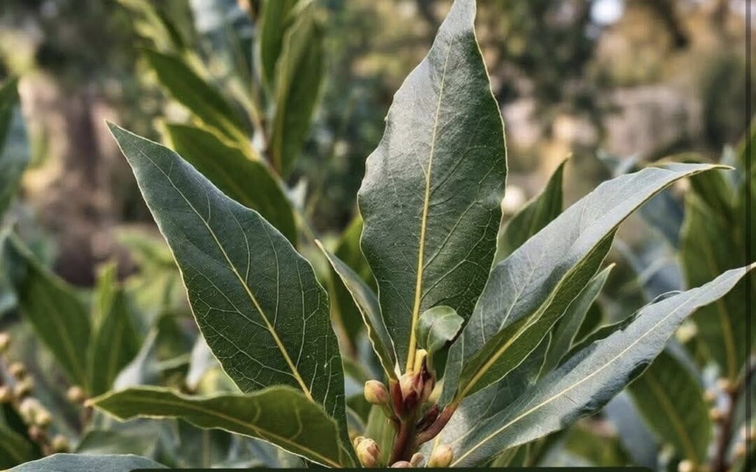 Un tesoro natural
