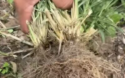 DEJE DE PELEAR CON SUS RIÑONES Y ESCUCHE A LA TIERRA!