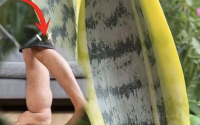 ¡El secreto de la sansevieria para deshinchar tu cuerpo