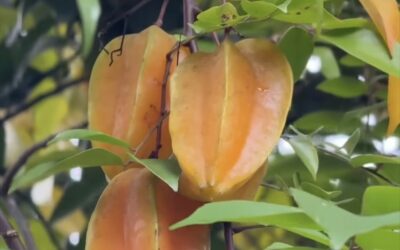 Los 5 beneficios más poderosos del carambolo para tu salud