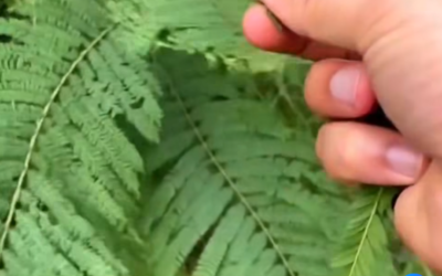 GUALANDAY: EL PURIFICADOR Y ANTICOAGULANTE NATURAL