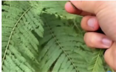 GUALANDAY: EL PURIFICADOR Y ANTICOAGULANTE NATURAL