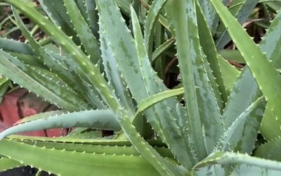 El poder milagroso de la sábila para regenerar tu cuerpo y limpiar tu sistema 🌿✨