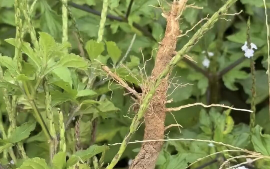 El poder de la raíz de verbena negra para la limpieza femenina y la salud del hígado 🌿