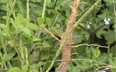 El poder de la raíz de verbena negra para la limpieza femenina y la salud del hígado 🌿