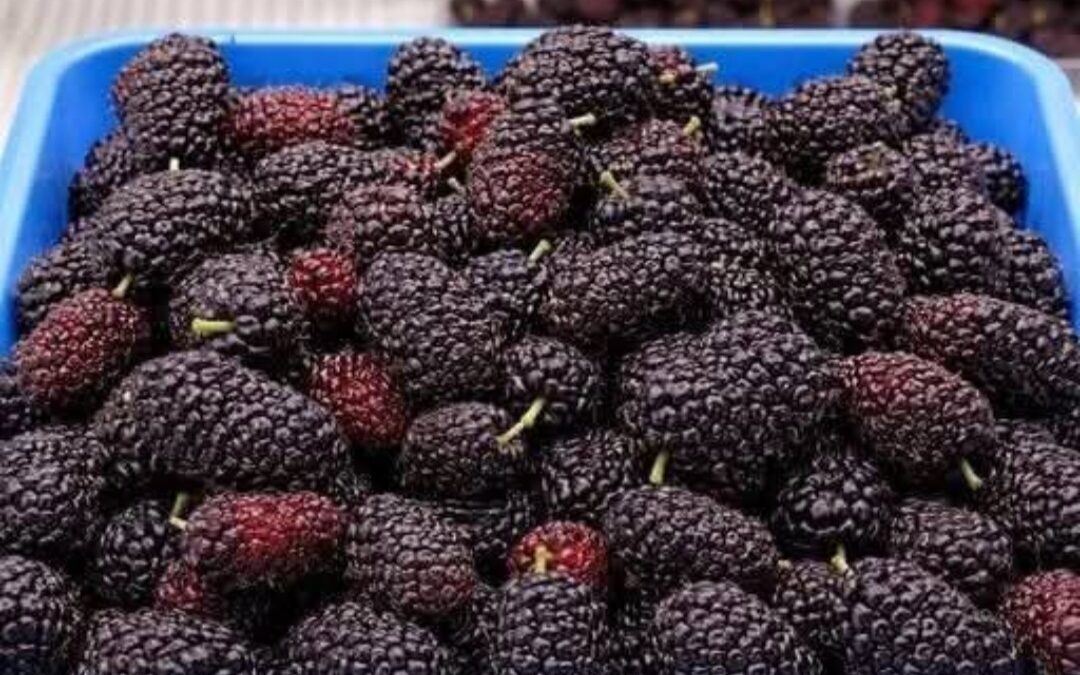 Esta fruta está casi olvidada, pero puede salvarnos la vida