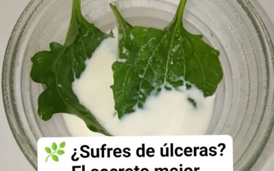 La planta Llantén con Leche