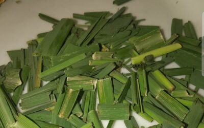 El poder oculto del malojillo 🌿